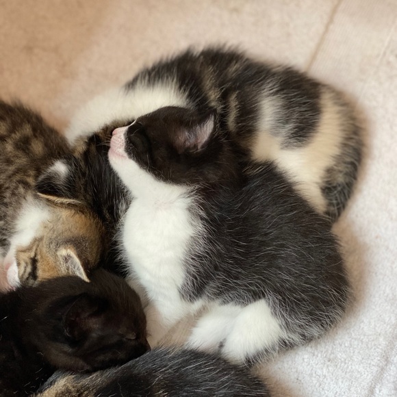 🐱 Kittens Update!🐱 - Picture 7 of 8